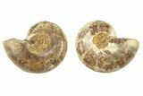 Orange, Jurassic-Aged Cut & Polished Ammonite Fossils - 2 to 2 1/2" - Photo 2